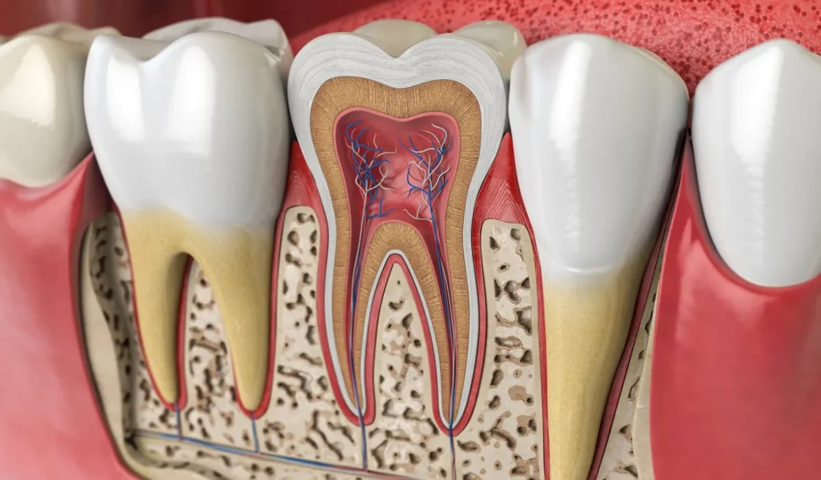 Human teeth anatomy. Cross section of human tooth. 3d illustration