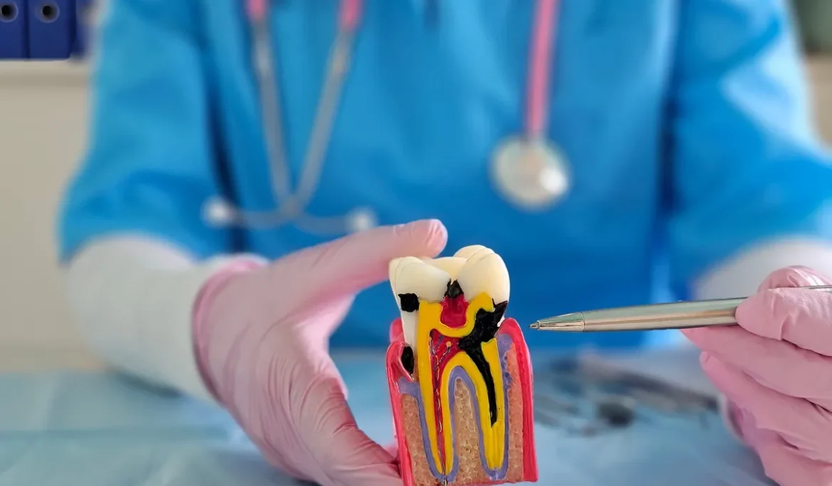 A dental expert explains root canal treatment with a colorful model showing tooth anatomy closeup